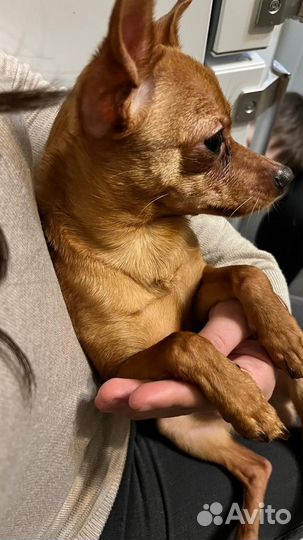 Русский той-терьер