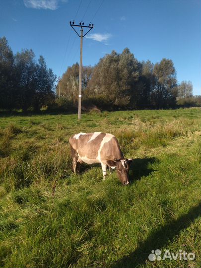 2 молочные коровы
