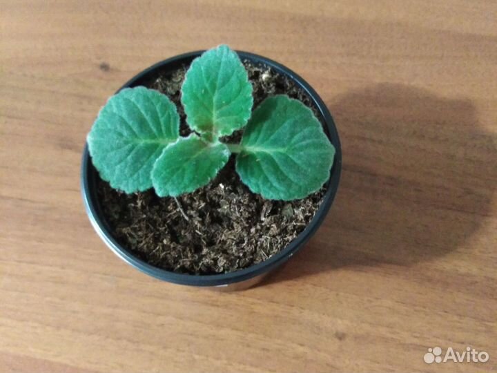 Глоксиния сортовая ен-Другой Рай