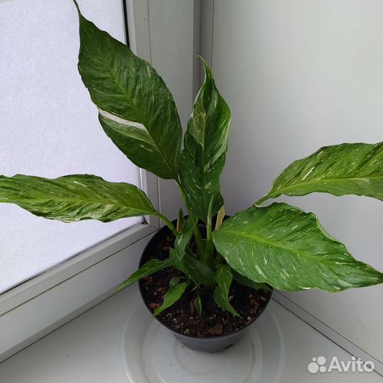 Спатифиллум домино