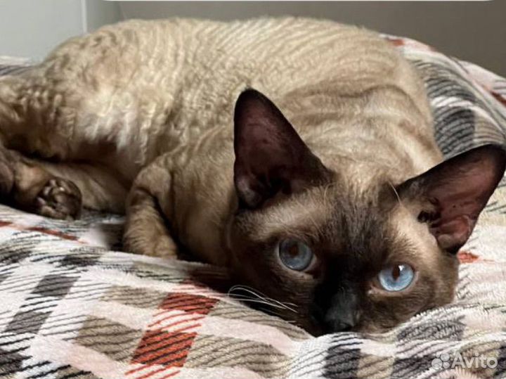 Девон-рекс вязка