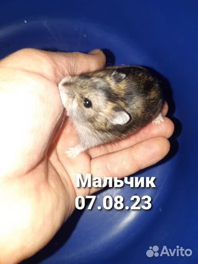 Джунгарский хомяк