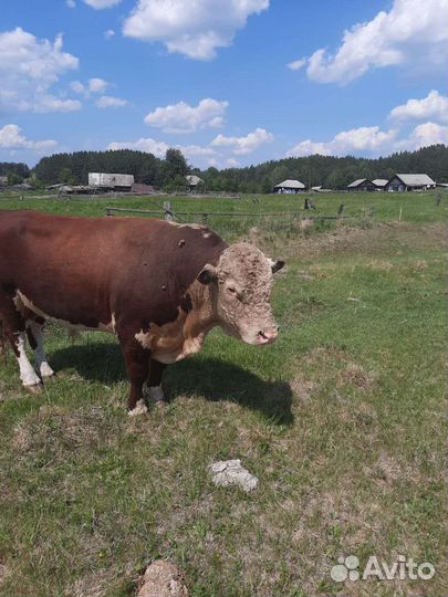 Бык герефорд