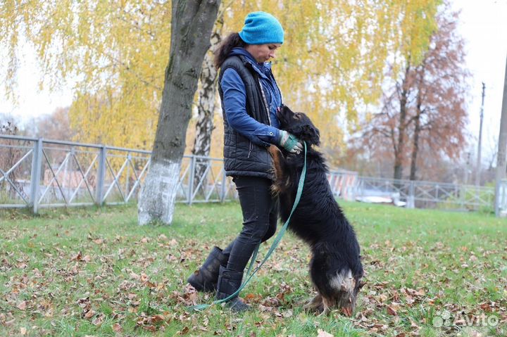 Милая собака