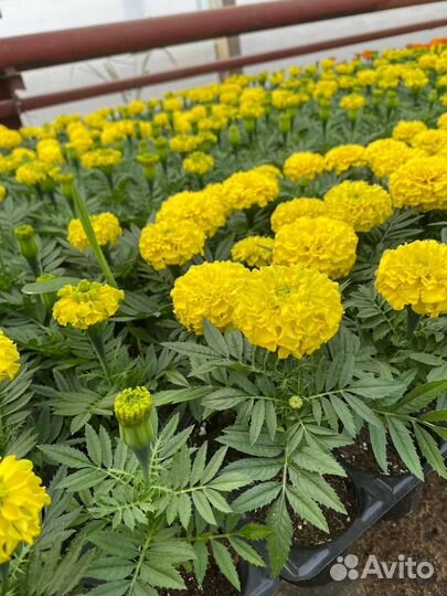 Рассада однолетних цветов оптом