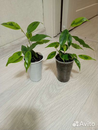 Фикус бенджамина