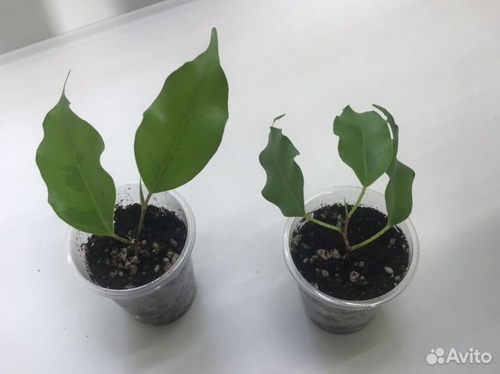 Фикус бенджамина голден моник