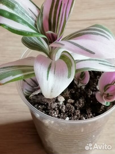 Комнатные растения