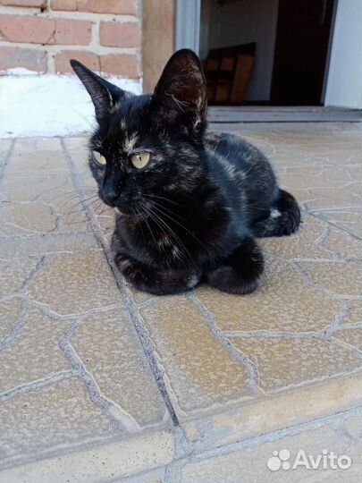 Кошечка в добрые руки