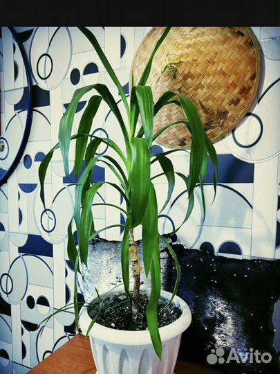 Пальма Маниока Юкка (Юка )