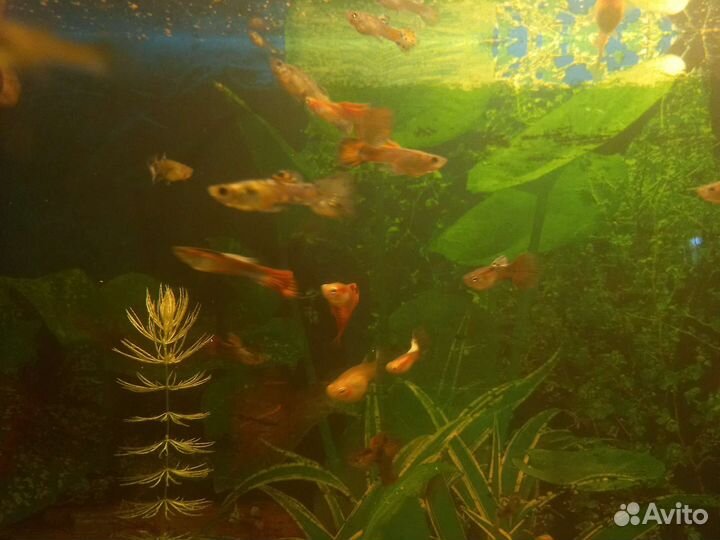 Рыбки гуппи