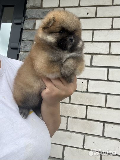 Померанский шпиц щенки