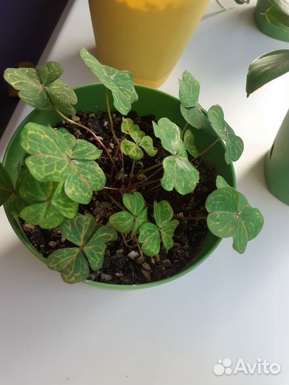 Оксалис мартианский (кислица)