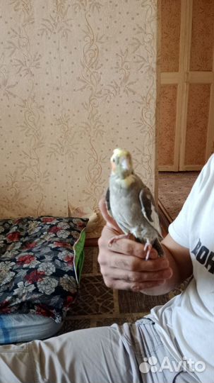 Попугай корелла с клеткой
