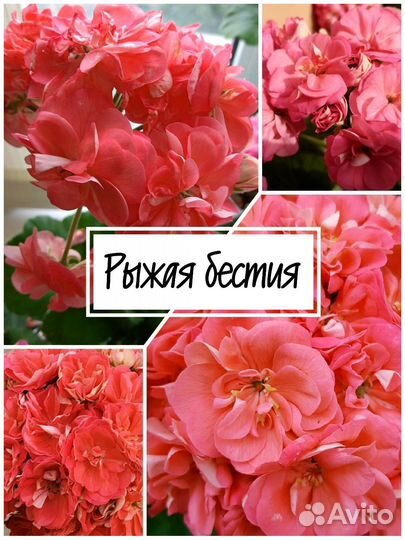 Пеларгония сортовая