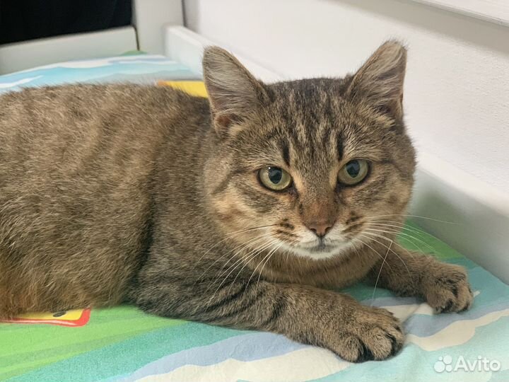 Кошка в дар