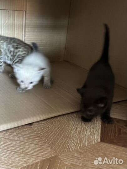 Кошки и котята