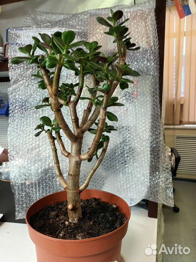 Крассула толстянка