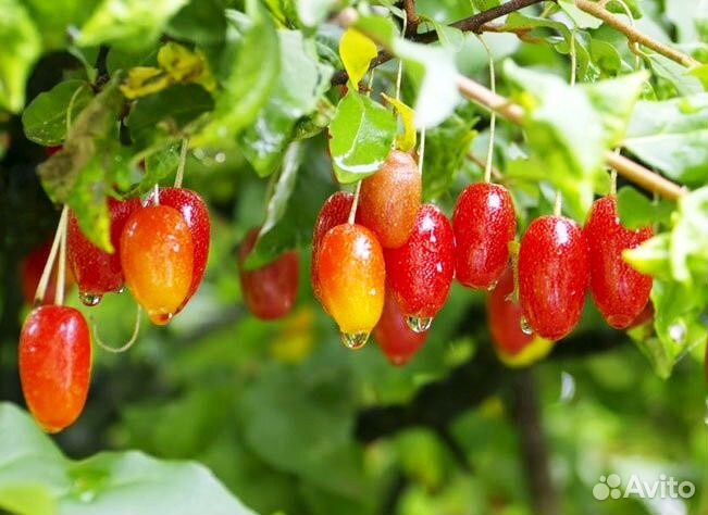 Саженцы гуми Монерон, жимолость, голу