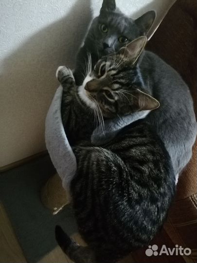 Котенок подросток
