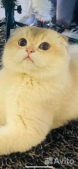 Шотландская