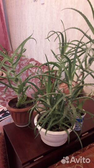 Алоэ лечебный