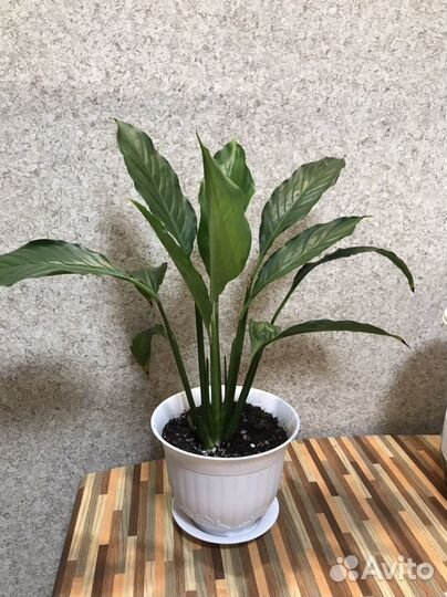 Спатифиллум крупнолистовой