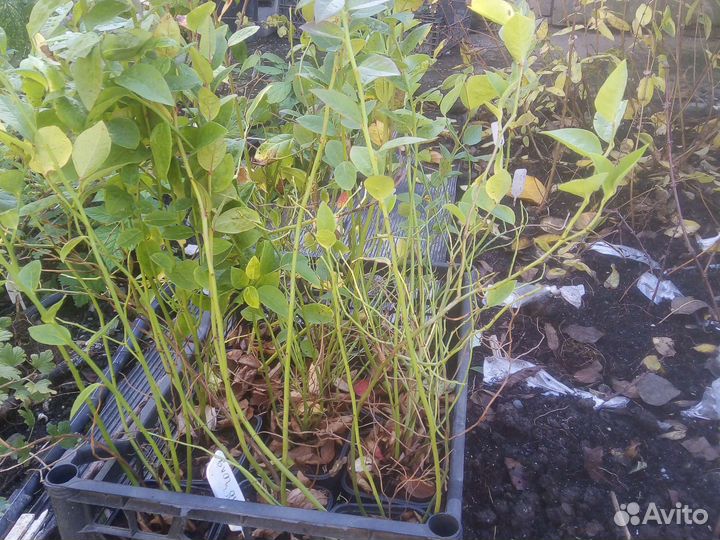 Голубика саженцы