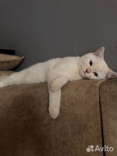 Шотландский кот вязка