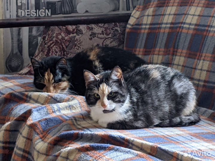 Клоунесса Лика