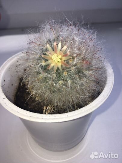 Кактус пушистый