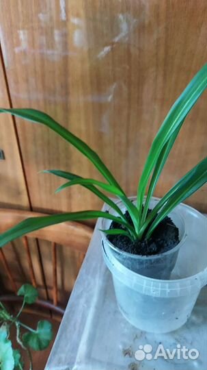 Комнатные цветы