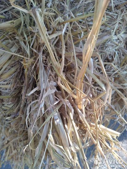Солома в тюках рисовая