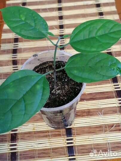 Клеродендрум (детка)