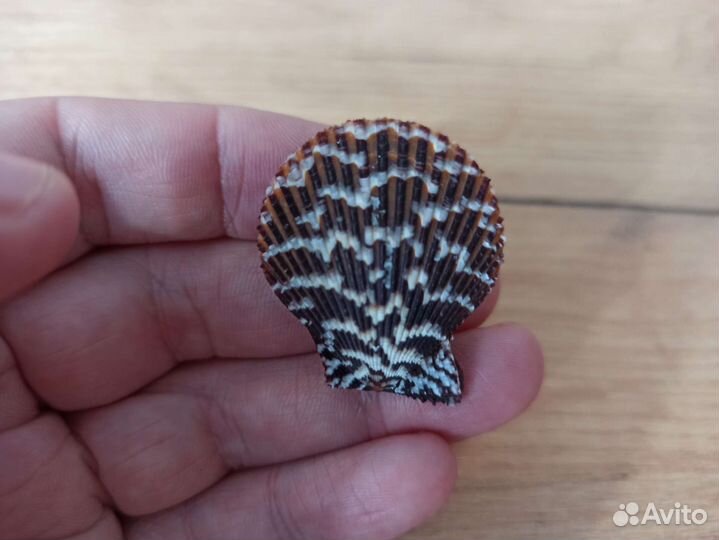 Морская раковина