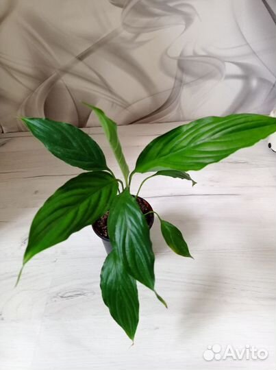 Комнатные цветы