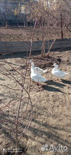 Домашняя птица