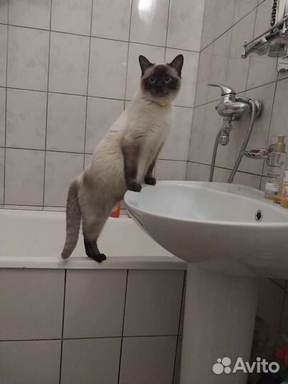 Кошки в добрые руки