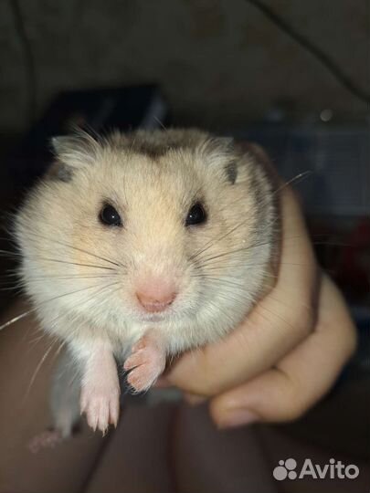 Сирийские хомячки