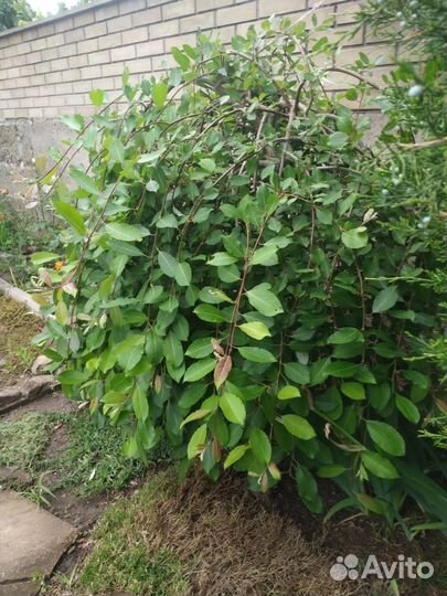 Плакучая Верба на штампе