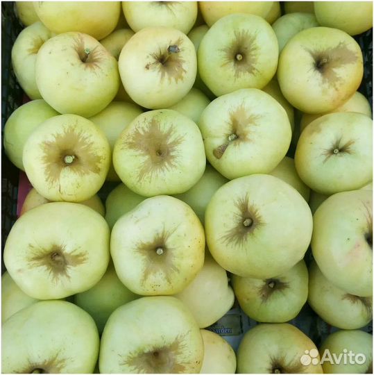 Яблоки антоновка
