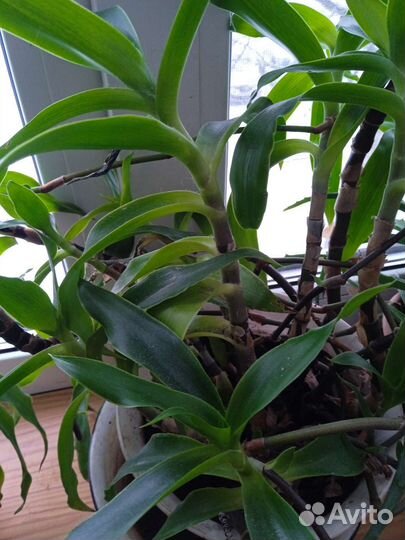 Дендробиум