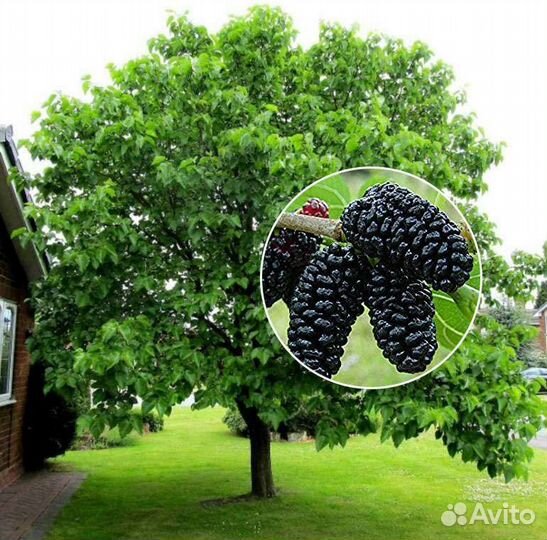 Шелковица 3 летка, 160см