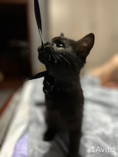 Кошечка в добрые ручки