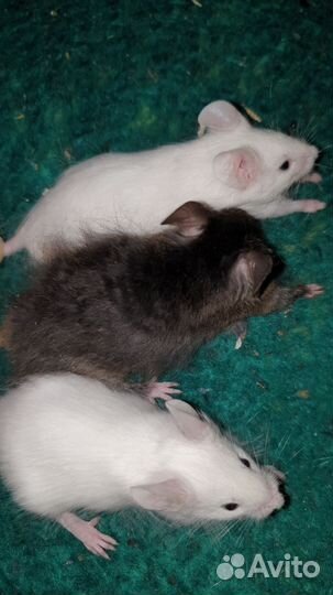 Декоративные мышата мальчики