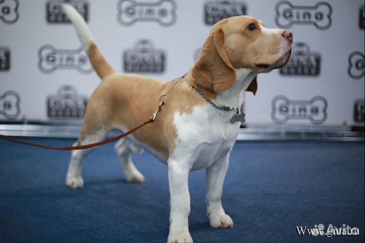 Кобель бигль для вязки