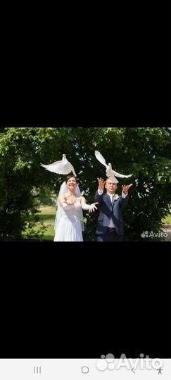 Продажа голубей