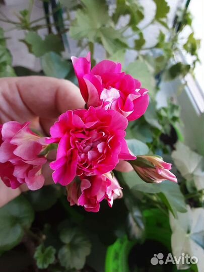 Пеларгонии