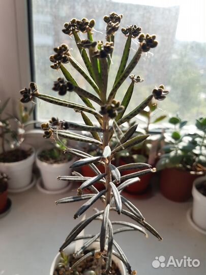 Каланхоэ,разные виды