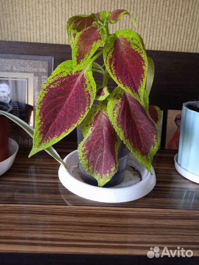 Домашние растения